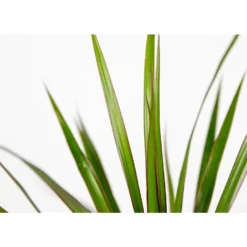 Dracaena Marginata P12H30 -Exporteren Tuin Verge Winkel 1000018788 0102
