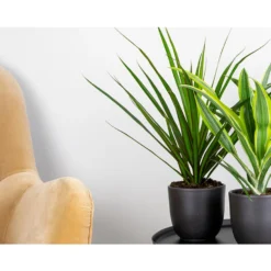 Dracaena Marginata P12H30 -Exporteren Tuin Verge Winkel 1000018788 0103