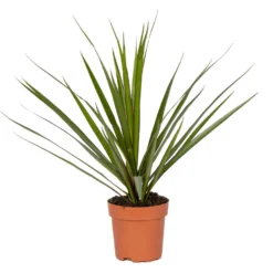 Dracaena Marginata P12H30