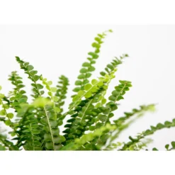 Nephrolepis Duffi P12H15 -Exporteren Tuin Verge Winkel 1000018789 0102