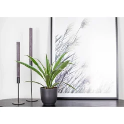 Dracaena Wahnecki P12H30 -Exporteren Tuin Verge Winkel 1000018790 0102