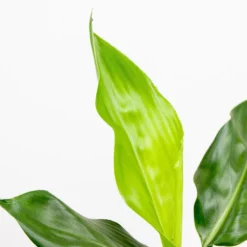 3x Strelitzia Reginae - Paradijsvogelplant - ⌀12 Cm - ↕30-40 Cm -Exporteren Tuin Verge Winkel 1000018794 0102