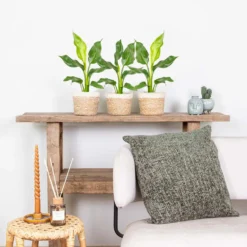 3x Strelitzia Reginae - Paradijsvogelplant - ⌀12 Cm - ↕30-40 Cm -Exporteren Tuin Verge Winkel 1000018794 0103