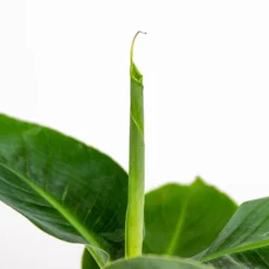 Musa ‘Oriental Dwarf - Bananenplant - ⌀12 Cm - ↕20-25 Cm -Exporteren Tuin Verge Winkel 1000018803 0102