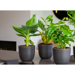 Musa ‘Oriental Dwarf - Bananenplant - ⌀12 Cm - ↕20-25 Cm -Exporteren Tuin Verge Winkel 1000018803 0103