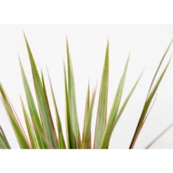 Dracaena Bicolor P12H25 -Exporteren Tuin Verge Winkel 1000018805 0102