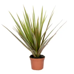 Dracaena Bicolor P12H25