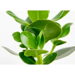 Clusia Princess P12H20 -Exporteren Tuin Verge Winkel 1000018806 0102