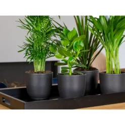 Clusia Princess P12H20 -Exporteren Tuin Verge Winkel 1000018806 0103