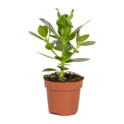 Clusia Princess P12H20