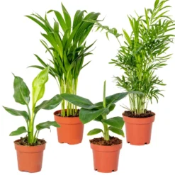 4x Hippe Kamerplanten Mix – Luchtzuiverend – ⌀12 Cm - ↕20-45 Cm