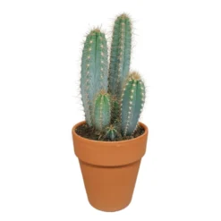 Pilosocereus Azureus - Terracotta Pot - P17H40