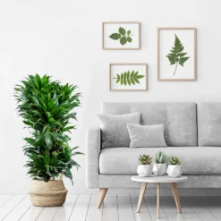 Dracaena Marginata Kleine Stam P12H35 -Exporteren Tuin Verge Winkel 1000018815 0103