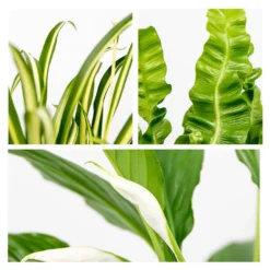 3x Badkamerplanten Mix – ⌀12 Cm - ↕ 25-45 Cm -Exporteren Tuin Verge Winkel 1000018816 0102