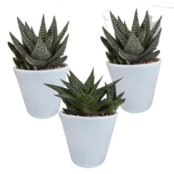 3x Gasteria Haworthia Mix - Witte Pot - Pot 8,5 Cm - Hoogte 15-20 Cm