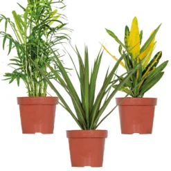 3x Tropische Kamerplanten Mix – Luchtzuiverend – ⌀12 Cm - ↕ 25-40 Cm
