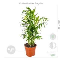 4x Huisdiervriendelijk Mix – ⌀12 Cm - ↕15-45 Cm -Exporteren Tuin Verge Winkel 1000018821 0102