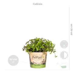 4x Huisdiervriendelijk Mix – ⌀12 Cm - ↕15-45 Cm -Exporteren Tuin Verge Winkel 1000018821 0103