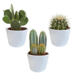 3x Cactus Mix - Vetplant - Kamerplant - Witte Potten - ⌀10.5 Cm
