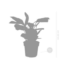 Ctenanthe Amagris P12H10 -Exporteren Tuin Verge Winkel 1000018827 0103