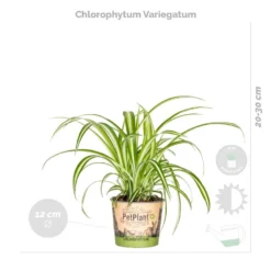 4x Luchtzuiverende Mix - Kamerplant - ⌀12 Cm -↕ 25-45cm -Exporteren Tuin Verge Winkel 1000018829 0103