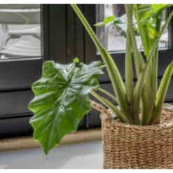 Alocasia Portadora P21H80 -Exporteren Tuin Verge Winkel 1000020984 0102