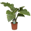 Alocasia Portadora P21H80