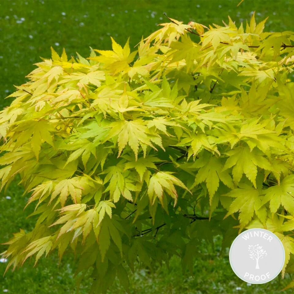 Acer 'Orange Dream' - Japanse Esdoorn - ⌀13 Cm - ↕30-35 Cm 2 Acer 'Orange Dream' - Japanse Esdoorn - ⌀13 Cm - ↕30-35 Cm - Afbeelding 2