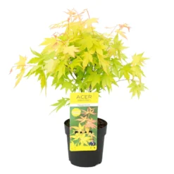 Acer 'Orange Dream' - Japanse Esdoorn - ⌀13 Cm - ↕30-35 Cm