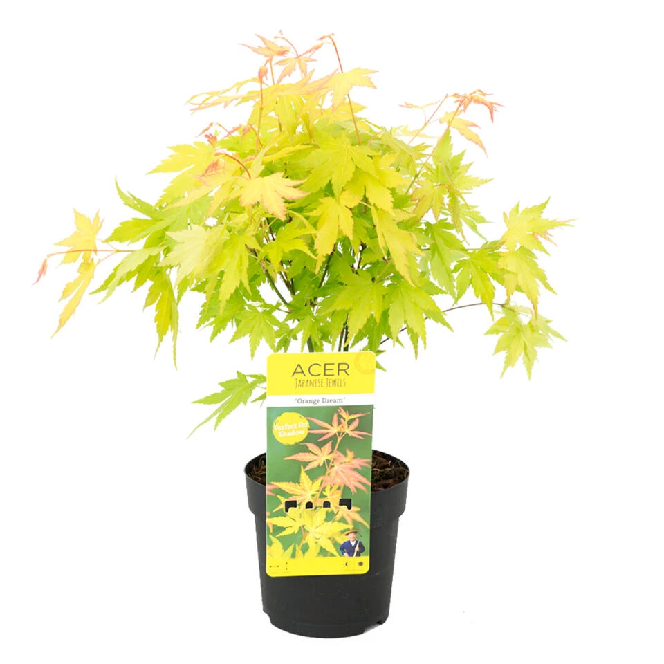 Acer 'Orange Dream' - Japanse Esdoorn - ⌀13 Cm - ↕30-35 Cm 1 Acer 'Orange Dream' - Japanse Esdoorn - ⌀13 Cm - ↕30-35 Cm