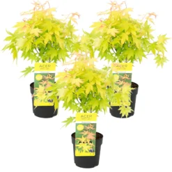 3x Acer 'Orange Dream' - Japanse Esdoorn - ⌀13 Cm - ↕30-35 Cm