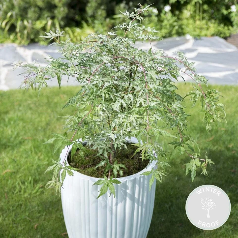 Acer Palmatum 'Ukigumo' – Japanse Esdoorn – ⌀13cm - ↕30-35cm 2 Acer Palmatum 'Ukigumo' – Japanse Esdoorn – ⌀13cm - ↕30-35cm - Afbeelding 2