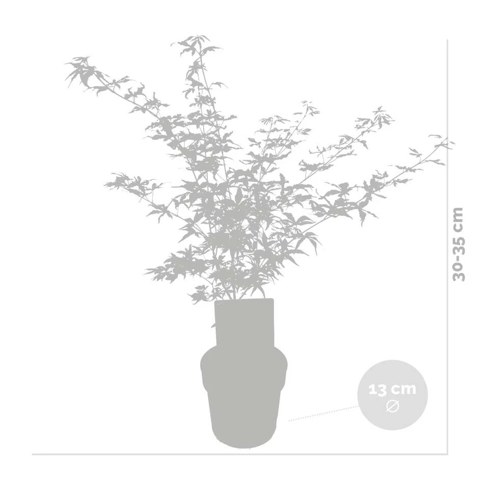 Acer Palmatum 'Ukigumo' – Japanse Esdoorn – ⌀13cm - ↕30-35cm 3 Acer Palmatum 'Ukigumo' – Japanse Esdoorn – ⌀13cm - ↕30-35cm - Afbeelding 3