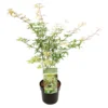 Acer Palmatum 'Ukigumo' – Japanse Esdoorn – ⌀13cm - ↕30-35cm