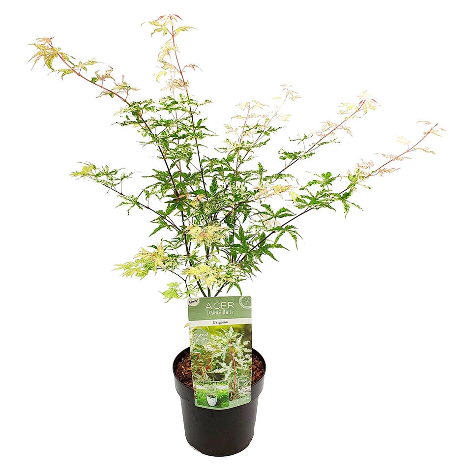 Acer Palmatum 'Ukigumo' – Japanse Esdoorn – ⌀13cm - ↕30-35cm 1 Acer Palmatum 'Ukigumo' – Japanse Esdoorn – ⌀13cm - ↕30-35cm