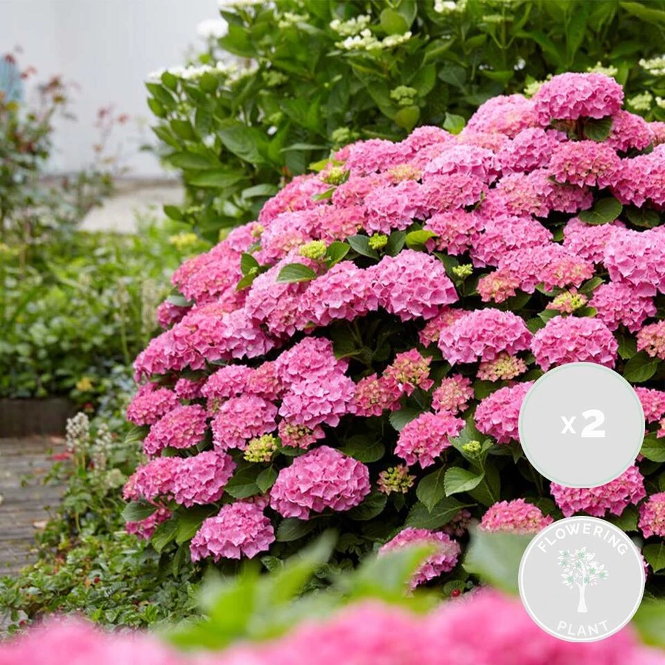 2x Hydrangea 'Ruby Annabelle' – Hortensia – ⌀19 Cm - ↕40-50 Cm 2 2x Hydrangea 'Ruby Annabelle' – Hortensia – ⌀19 Cm - ↕40-50 Cm - Afbeelding 2