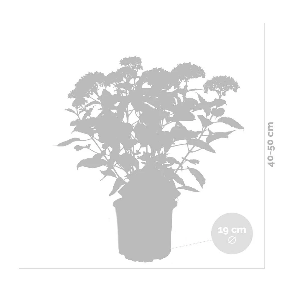 2x Hydrangea 'Ruby Annabelle' – Hortensia – ⌀19 Cm - ↕40-50 Cm 3 2x Hydrangea 'Ruby Annabelle' – Hortensia – ⌀19 Cm - ↕40-50 Cm - Afbeelding 3
