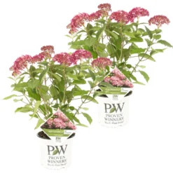 2x Hydrangea 'Ruby Annabelle' – Hortensia – ⌀19 Cm - ↕40-50 Cm
