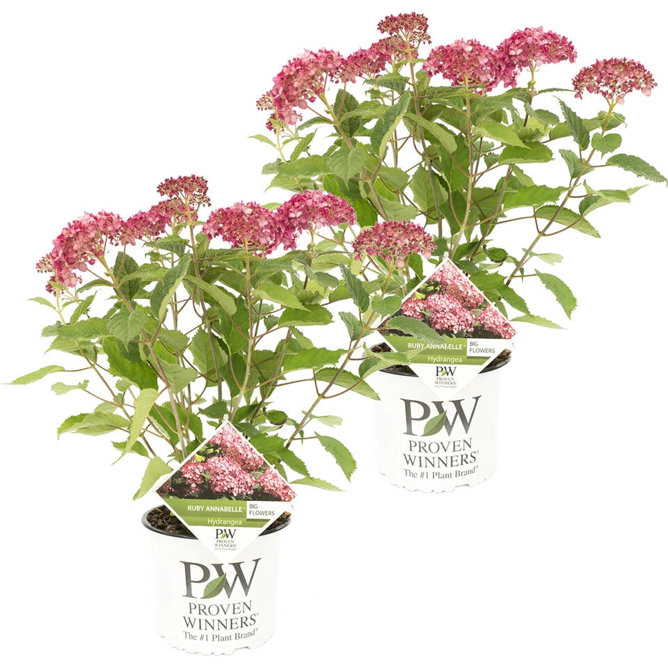 2x Hydrangea 'Ruby Annabelle' – Hortensia – ⌀19 Cm - ↕40-50 Cm 1 2x Hydrangea 'Ruby Annabelle' – Hortensia – ⌀19 Cm - ↕40-50 Cm