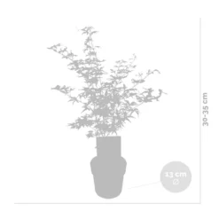 3x Acer Palmatum 'Ukigumo' – Japanse Esdoorn – ⌀13cm - ↕30-35cm -Exporteren Tuin Verge Winkel 1000021005 0102