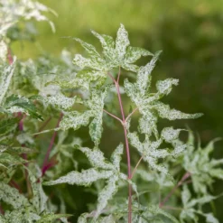 3x Acer Palmatum 'Ukigumo' – Japanse Esdoorn – ⌀13cm - ↕30-35cm -Exporteren Tuin Verge Winkel 1000021005 0103