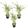 3x Acer Palmatum 'Ukigumo' – Japanse Esdoorn – ⌀13cm - ↕30-35cm