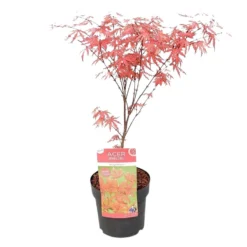 Acer 'Amagi Shigure' – Japanse Esdoorn – ⌀13cm - ↕ 25-35cm