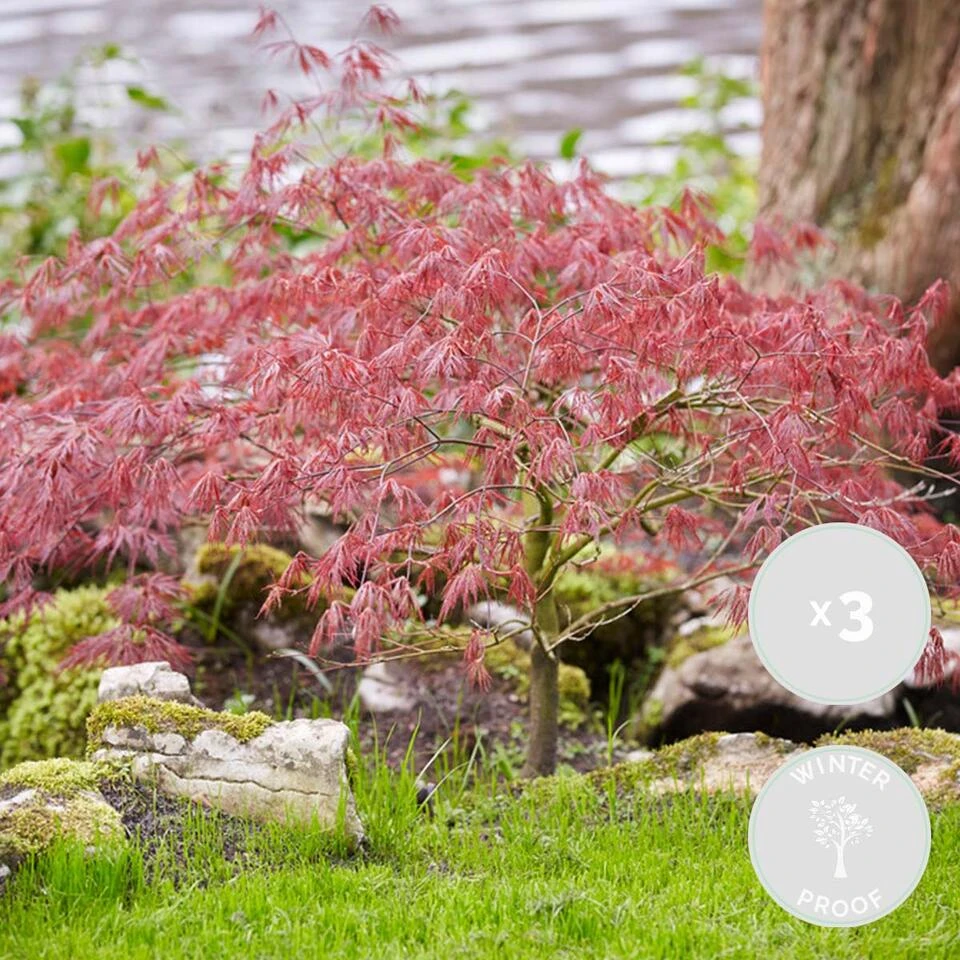 3x Acer 'Amagi Shigure' – Japanse Esdoorn – ⌀13cm - ↕25-35cm 2 3x Acer 'Amagi Shigure' – Japanse Esdoorn – ⌀13cm - ↕25-35cm - Afbeelding 2