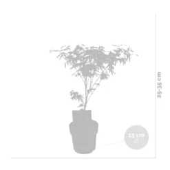 3x Acer 'Amagi Shigure' – Japanse Esdoorn – ⌀13cm - ↕25-35cm 6 3x Acer 'Amagi Shigure' – Japanse Esdoorn – ⌀13cm - ↕25-35cm -Exporteren Tuin Verge Winkel 1000021012 0102