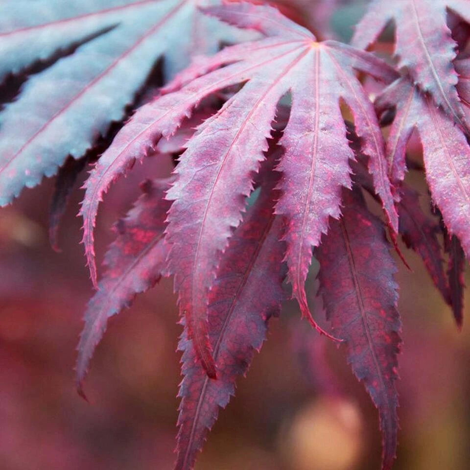 3x Acer 'Amagi Shigure' – Japanse Esdoorn – ⌀13cm - ↕25-35cm 4 3x Acer 'Amagi Shigure' – Japanse Esdoorn – ⌀13cm - ↕25-35cm - Afbeelding 4