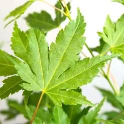 Acer Palmatum 'Going Green' – Japanse Esdoorn – ⌀13 Cm - ↕20-25 Cm -Exporteren Tuin Verge Winkel 1000022821 0103