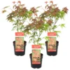 3x Acer 'Atropurpureum' - Japanse Esdoorn- ⌀13 Cm - ↕25-35 Cm