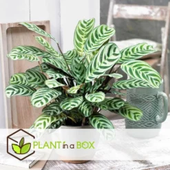 Ctenanthe 'gebedsplant' - Set Van 2 - Burle-marxii - Pot 12cm - Hoogte 25-40cm -Exporteren Tuin Verge Winkel 1000030964 0102