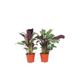 Ctenanthe 'gebedsplant' - Set Van 2 - Burle-marxii - Pot 12cm - Hoogte 25-40cm